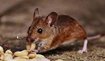 24 Hour & Emergency Exterminators in Bloomfield Hills, MI